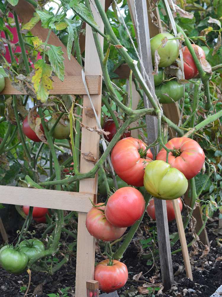 Optimal Temperature For Growing Tomatoes Comprehensive Guide