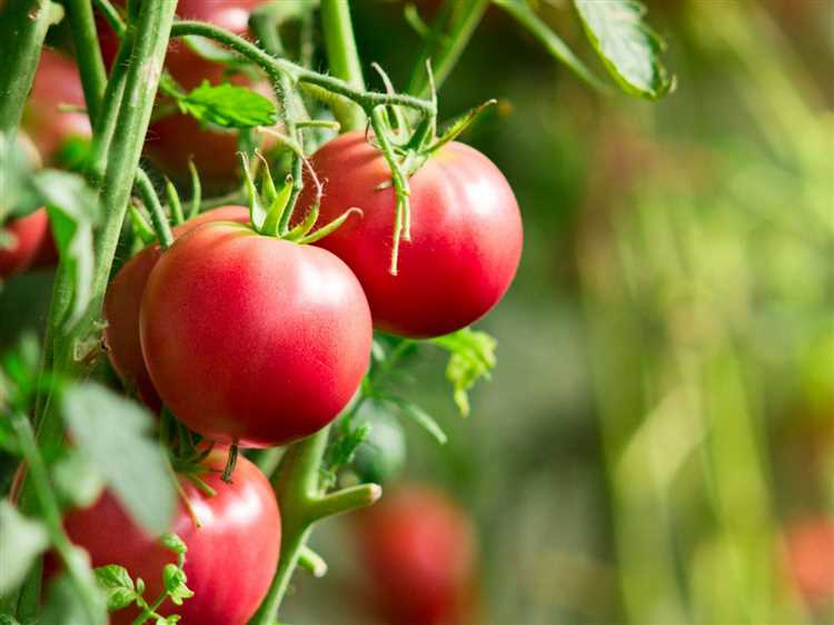 Optimal Tomato Growing Temperature Exploring The Best Temperatures For