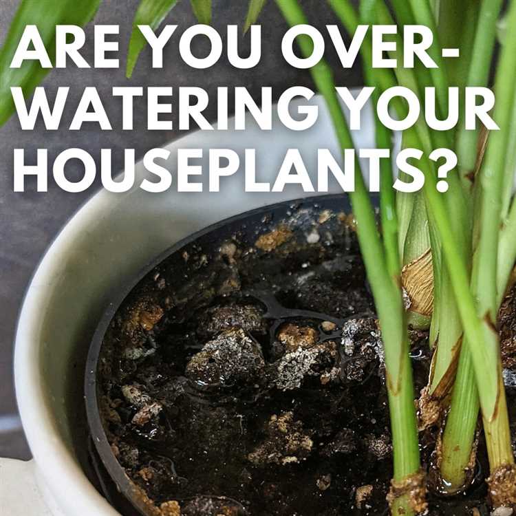 Effective ways to fix overwatered plants