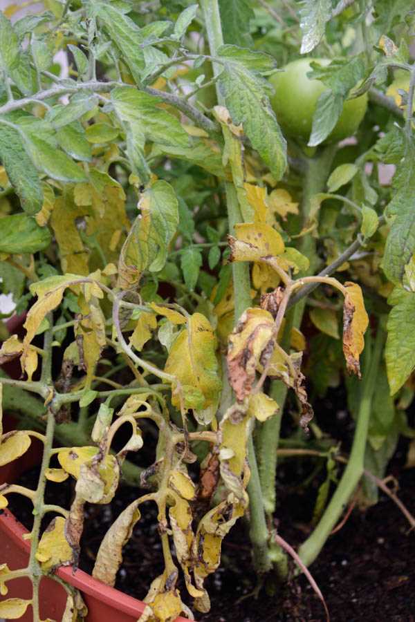 Signs of Excess Nitrogen in Tomatoes and How to Fix It