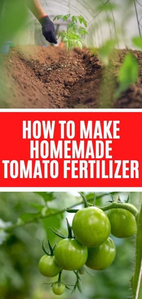 Diy Guide How To Make Homemade Tomato Fertilizer