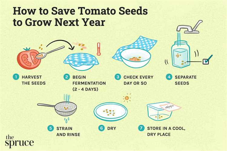 Efficient Tomato Seed Separation Techniques that Every Gardener Must Know