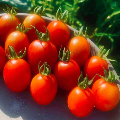 Optimal Climate Conditions for Growing Juicy and Tasty Tomatoes