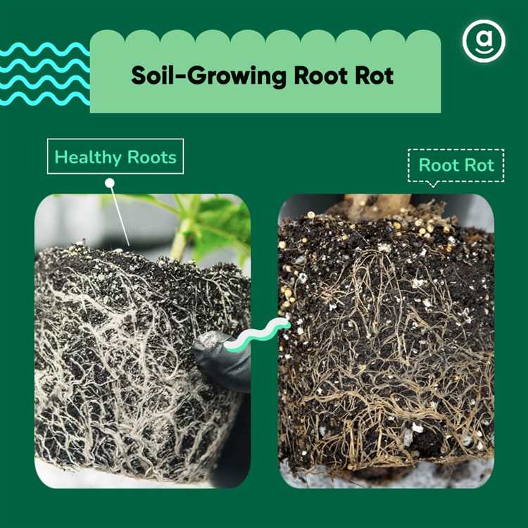 Identifying Root Rot: Symptoms and Signs to Look Out For