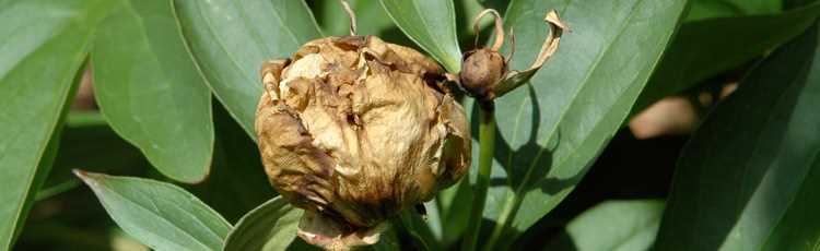 Understanding Peony Blight: Causes, Symptoms, and Treatment