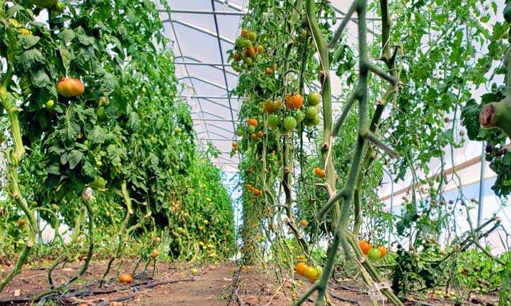 The Ultimate Guide to Tomato Plant Spacing: How Far Apart to Plant Your ...