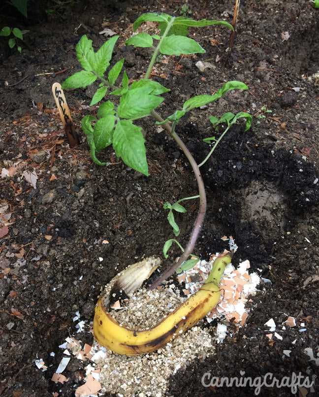 Discover Which Plants Love Banana Peels: A Guide on Natural Fertilization