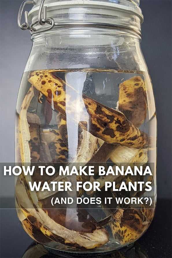 What Plants Are Good For Banana Water